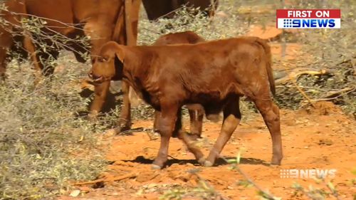 The drought has hit the dairy industry hard in many parts of Australia.