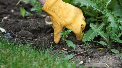 Weeding gardening hacks tips