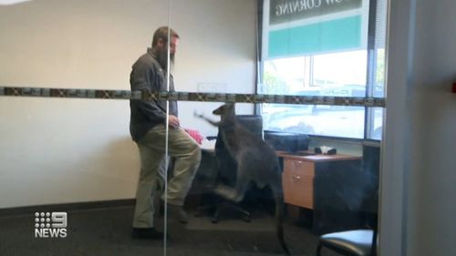 The kangaroo jumped around the showroom and office of the Adelaide business before rescuers tried helping her get out. 