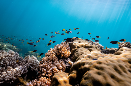 After two decades away from home, Tishiko King returned to Masig Island in the Torres Strait only to discover it was not how she remembered it. 