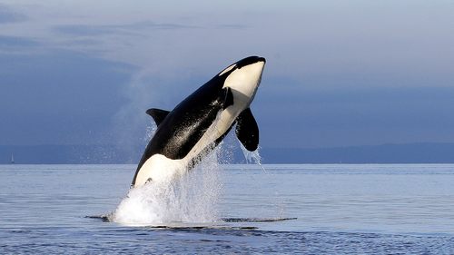 ARCHIVO - El 18 de enero de 2014, una foto de archivo de una orca hembra en peligro de extinción salta del agua mientras penetra en Puget Sound al oeste de Seattle, Washington.