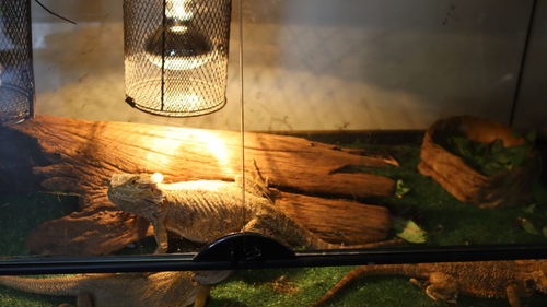 Many of the reptiles were humanely euthanised after a vet check revealed multiple health issues
