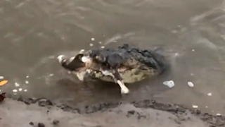 Angler in Australia records video of crocodile eating shark