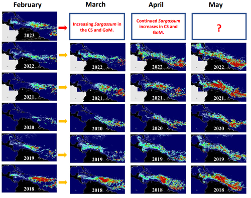 The anticipated sargassum advance.