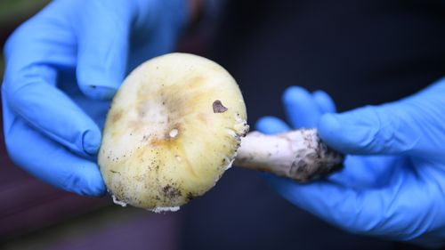 The NSW Poisons Information Centre has received almost 200 calls about poisonous mushrooms so far this year.