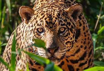 Who scientifically described the jaguar in 1758, then naming it Felis onca?