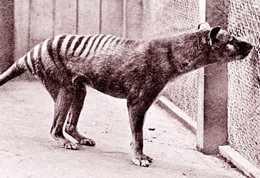 'Benjamin', the last known thylacine, died in which zoo?