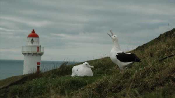 Northern royal albatross