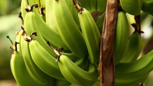 Green bananas