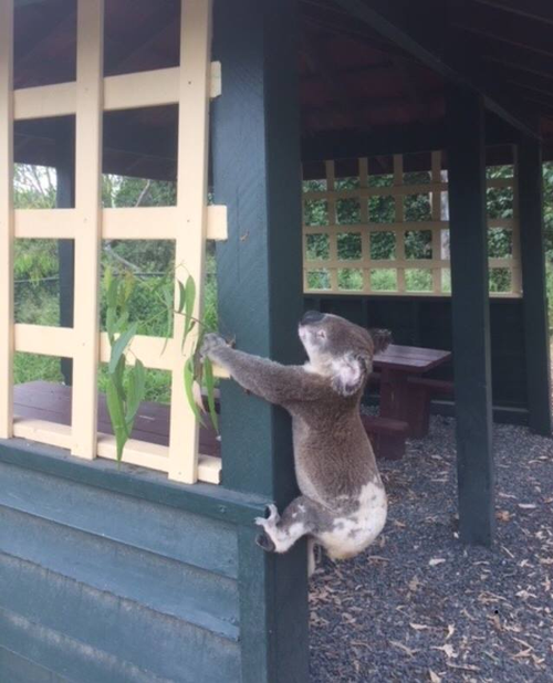 It is unclear whether the koala found at  Brooloo Park died before or after being nailed to a gazebo post (Supplied).