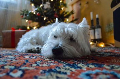 Tired dog lying on floor in front of Christmas tree
