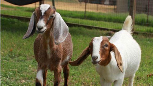 The two goats learnt how to navigate the property together. (farmsanctuary.org)