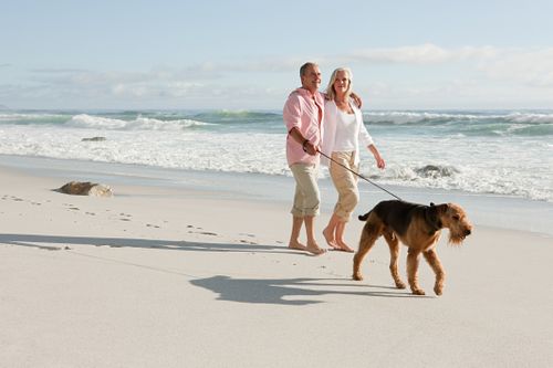 Dog at the beach stock