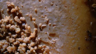 1. Casu Marzu (Maggot cheese) &#x2013; At around $200 a kilo, this
cheese achieves its creamy texture via live maggots that burrow through it,
which you eat along with the cheese.