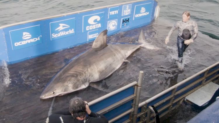 Shark sighting: Queen of the ocean gearing up for southern migration
