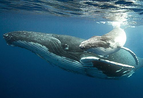 Humpback whale mother and calf (Getty) 
