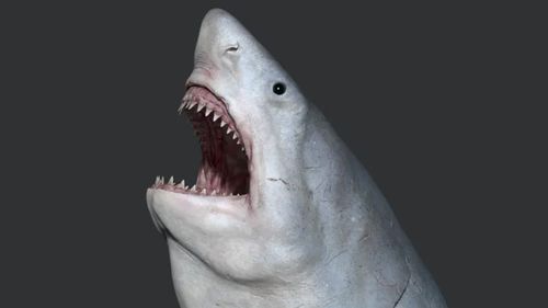 The giant megalodon