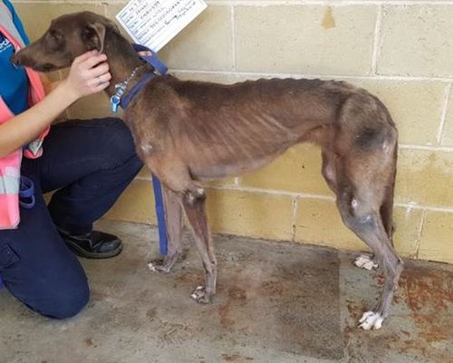 Another 12 dogs were found in various stages of neglect.