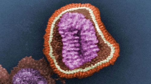 Influenza virus seen under a microscope.