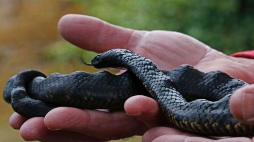 Rare lumpy snake stolen from handler's Tasmania home