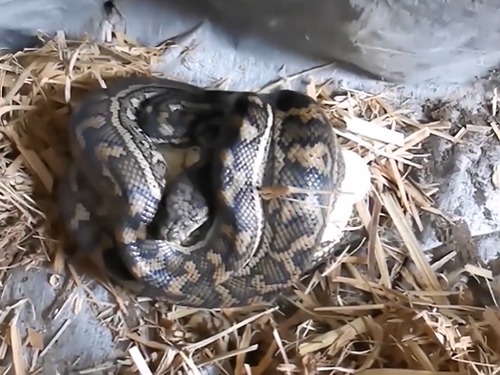 Snake Rescue Sunny Coast discovers mother cradling eggs underneath a tarp in Queensland