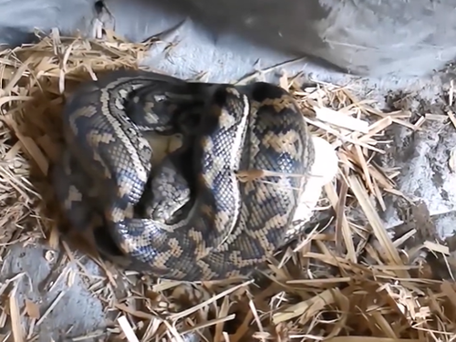 Bizarre Moment Snake Appears To Play Dead 