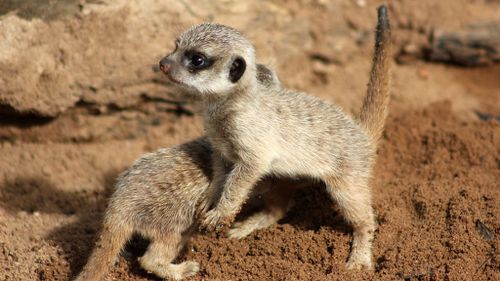 The two pups playing the African themed meerkat exhibit. (Paul Fahy/ Taronga Zoo)