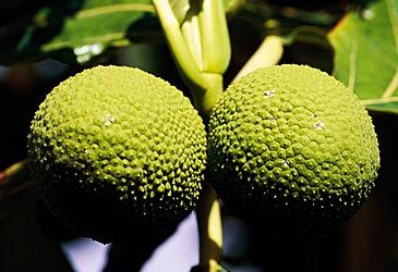 Where was the Bounty sent on its 1787 breadfruit gathering expedition?