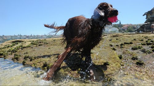 Temperatures topped 43 degrees in parts of South Australia today. (AAP)