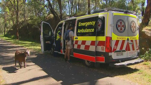 The goat inflicted leg injuries on a man in Glenbrook.