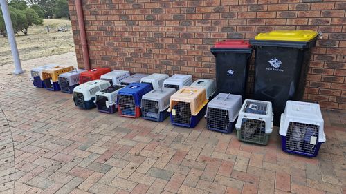 24 cats were taken from the woman, who is not allowed to be in the care of more than five felines.