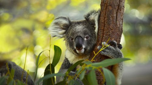 The Minns Government has halted logging in more than 100 sections of state forest on the Mid North Coast, as it looks to set up a koala safehaven.