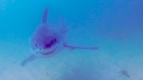 Writing on his Facebook page, crab.e.cam, Andy Burnell said the shark had a 'cute little smile'. The small shark has what looks like a bite mark on her side.