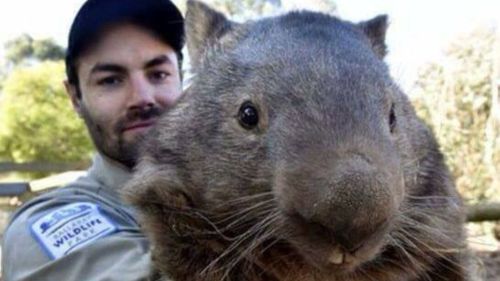 The wombat died aged 31, the equivalent to 103 human years. (Facebook)