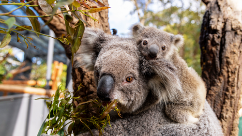 Taronga zoo welcomes new baby Koala named sky