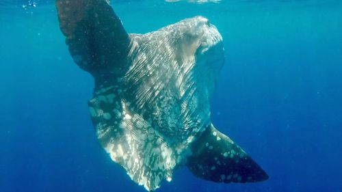 Ms Stewart said it was incredibly rare to see a Mola Mola sunfish. (Rachel Stewart)