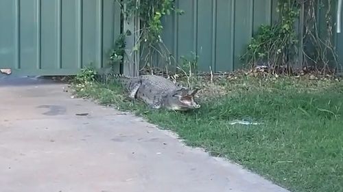 A three metre croc was on the loose in a western Australia town 