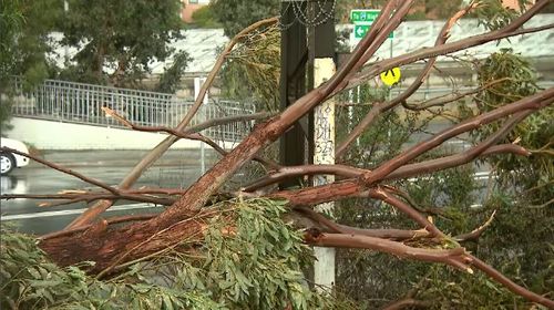 Trees had toppled onto cars, homes, power lines and train tracks but not major power outages were recorded. Picture: 9NEWS.