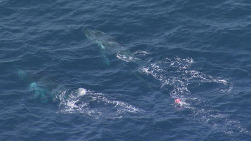 A whale is trapped in ropes off the coast near Nowra Head. Another whale is swimming along side the trapped whale.