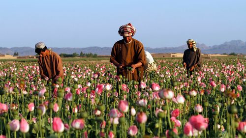 Farmers harvest raw opium at a poppy field in the Zhari district of Kandahar province, Afghanistan, in 2016.