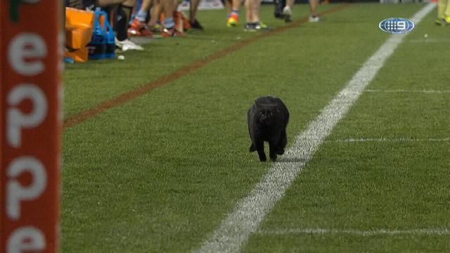 Cat infiltrates ground during Cronulla- Penrith match