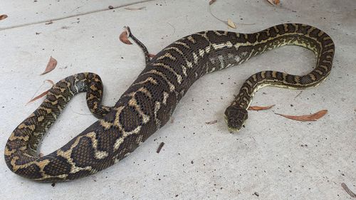 This huge python ate a pet cat on Queensland's Sunshine Coast.