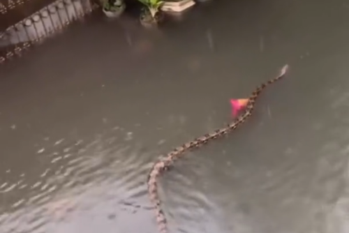 Bali flooding 24/02/2026