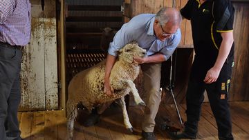 Scott Morrison brings out a sheep to be shorn at a farm north of Dubbo.