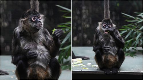 An older spider monkey enjoys a snack inside the enclosure at Melbourne Zoo. (AAP)