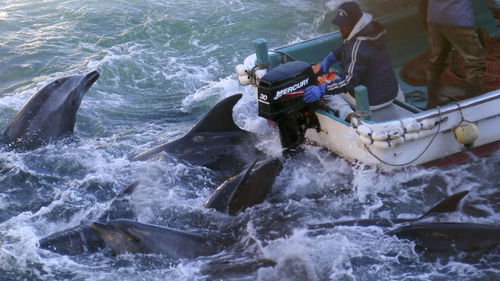 Fishermen on boats go over bottlenose dolphins in Taiji, western Japan.