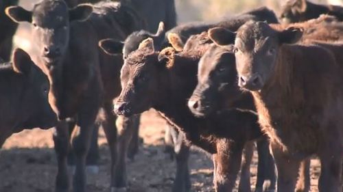 The big dry has meant the Bulmers have had to hand feed their livestock/