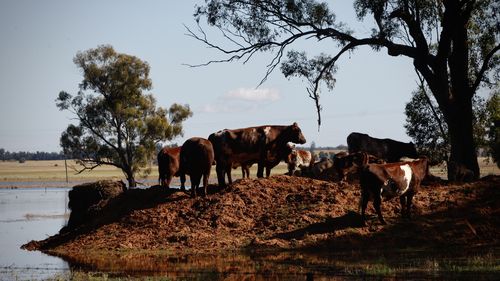 Gooloogong was cut off and isolated from floodwaters after the Lachlan River peaked.