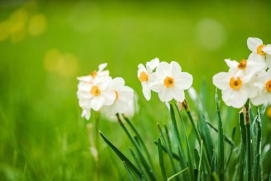 daffodil or narcissus flower