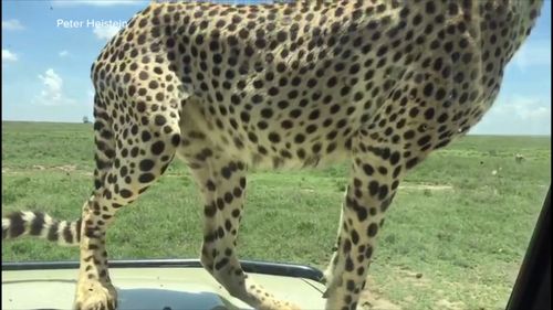 Another cheetah had previously jumped onto the bonnet of the car, distracting the tourists.
